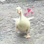 ˥·Ϲ̲Ľõ֤