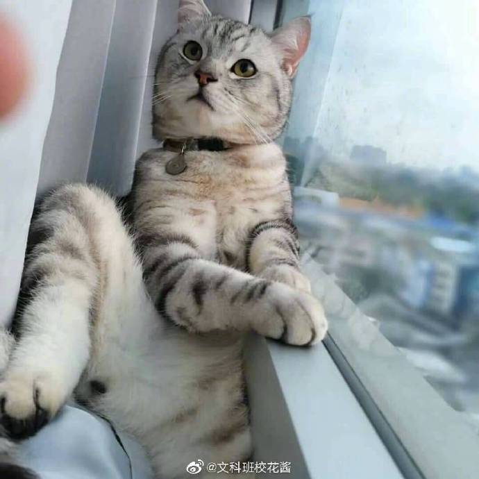 每日神段子丨神总结当代人的恋爱步骤