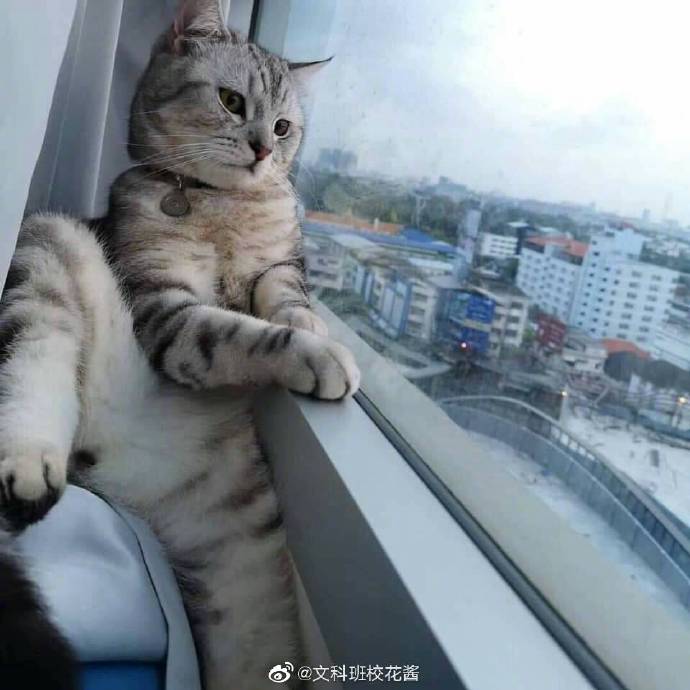 每日神段子丨神总结当代人的恋爱步骤