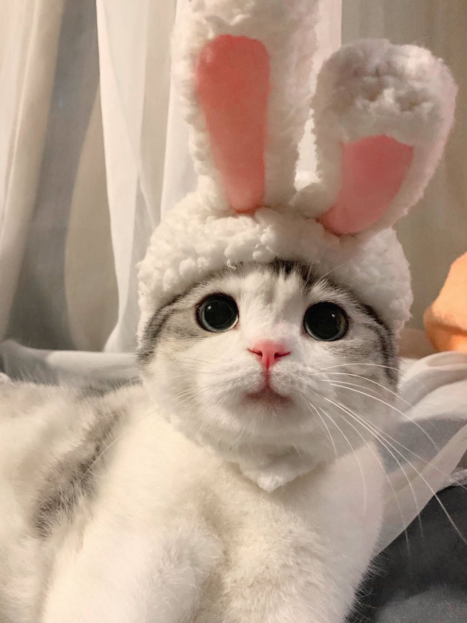 明星旧照被黑科技修复,王祖贤、刘亦菲惊艳网友,只有她整形石锤了!