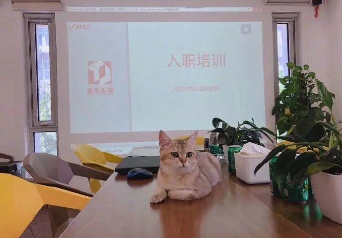 �������ͽ�˫���������������˷��ϡ�