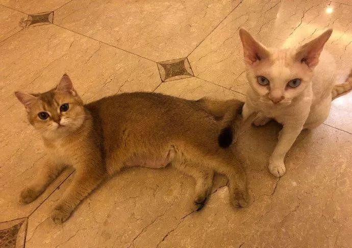 �������ͽ�˫���������������˷��ϡ�