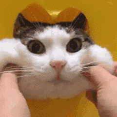 ����������Ļ������ȳ����죬������ѹ������