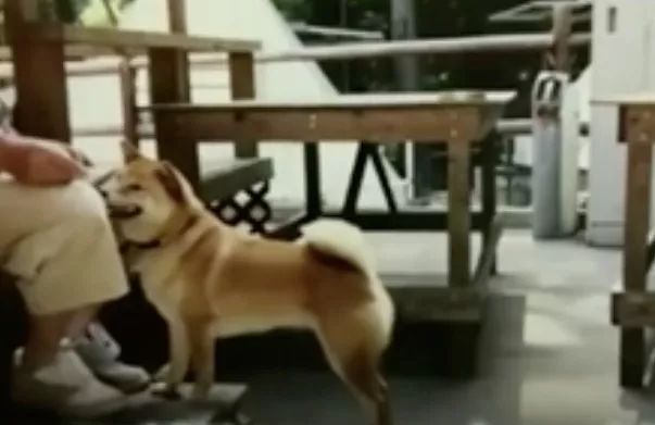 һ��19�꣬һ��81�꣺����ȫ���磬Ҳ�������ǰ��㡭��