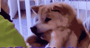 һ��19�꣬һ��81�꣺����ȫ���磬Ҳ�������ǰ��㡭��