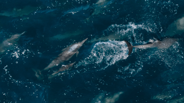 ⲿ9.8ļ¼ƬˢȦң