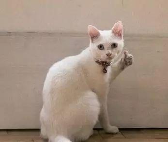 120斤的刘涛为减肥直播喝不明红色液体?而90斤的张雪迎脚踝比脖子粗...