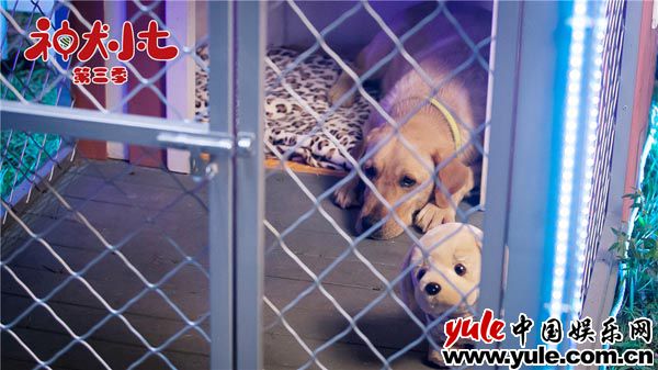 3.神犬小七 《神犬小七3》小七小雪齐上阵 助力姜潮宋妍霏感情升温