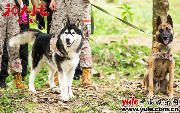 6.山神 《神犬小七3》小七小雪齐上阵 助力姜潮宋妍霏感情升温